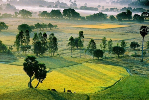 cánh đồng tà pạ