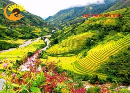 TOUR SAPA- HÀM RỒNG- CÁT CÁT - FANSIFAN 3N2Đ